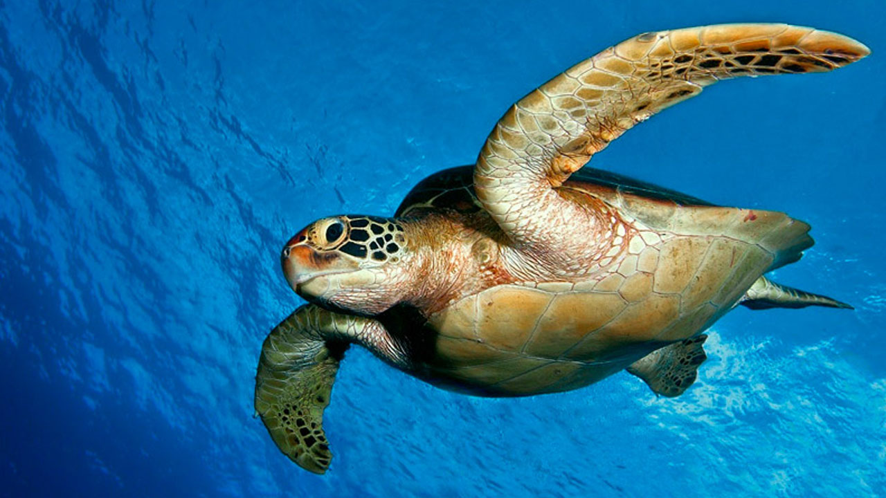 Family Trips Available